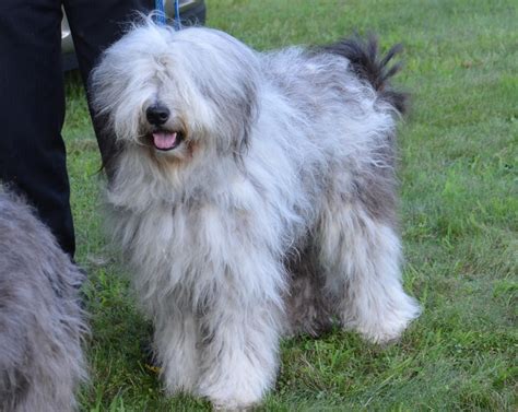 Bergamasco Shepherd Puppies - Puppy Dog Gallery