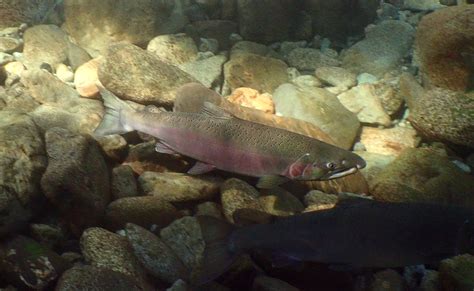 Silver Salmon School: Coho Salmon Life Cycle, Fisheries, & More