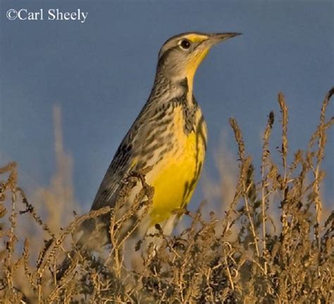 Tennessee Watchable Wildlife | Western Meadowlark - Habitat: