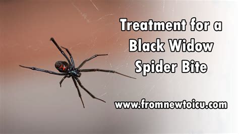 Black Widow Spider Bite Symptoms - Pictures, Symptoms, And Treatment Of Black Widow Spider Bites ...