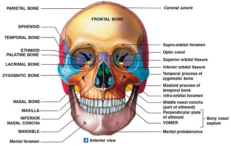 Anatomy Quiz: Skull - Anatomy and Physiology