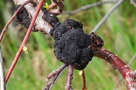 Plum Tree Diseases - What to Watch for and How to Protect Your Plum Tree - Minneopa Orchards