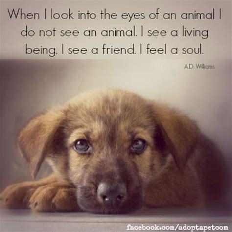 Quotes About Adopting Animals. QuotesGram