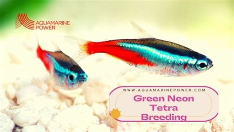 Green Neon Tetra 101: Fun Facts, Breeding, Care Guide & All | 2024