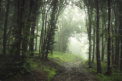 Road through enchanted foggy forest | Nature Stock Photos ~ Creative Market