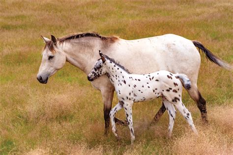 The Appaloosa Horse Breed | Flipboard