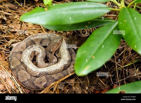 Copperhead Snake - Brevard, North Carolina, USA Stock Photo: 38493345 - Alamy