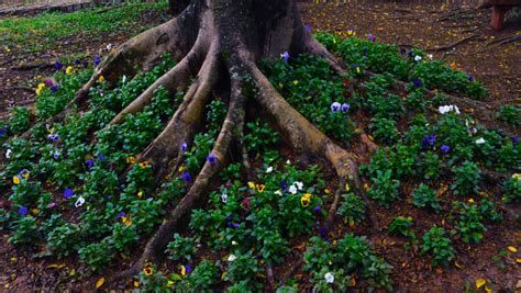 How Much does Tree Root Removal Cost? - North Texas Trees