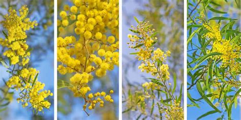 Wattle Tree Guide: How To Grow Wattle Trees | Lawn.com.au