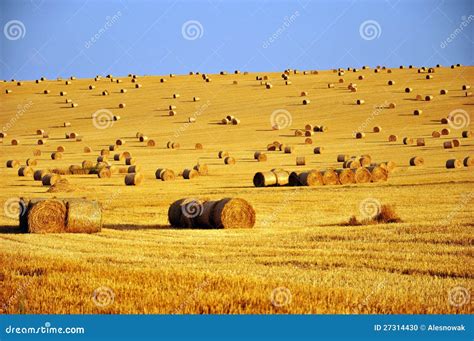 Corn field after harvest stock photo. Image of harvest - 27314430