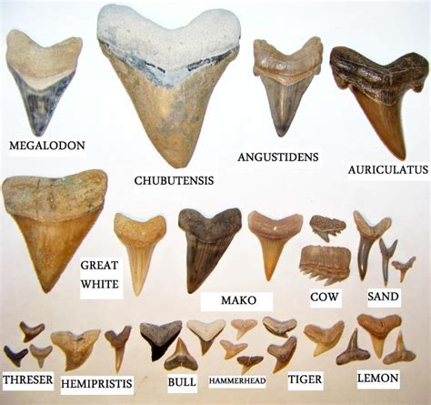 Shark teeth 101 – Beach hunting tips | Danielle's Dives Blog