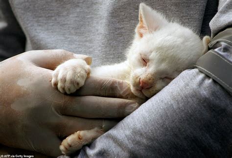 Rare albino jaguarundi cub is found in Colombia - Big World Tale