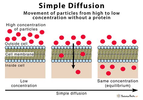 Simple Diffusion – Definition With Examples and Diagram