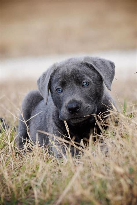 Blue, my silver lab mix | Lab puppies, Silver lab puppies, Cute dogs