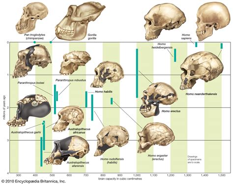 Mapa - La Evolución del Homo Sapiens [The Evolution of Homo Sapiens Map]