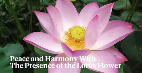 Lotus Flower - The Special Meaning, Symbolism, and Influence Over the Ye...