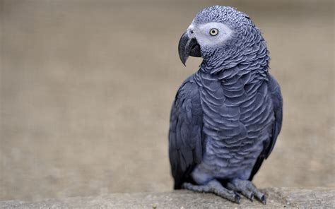 African Grey Parrot Picture – WeNeedFun