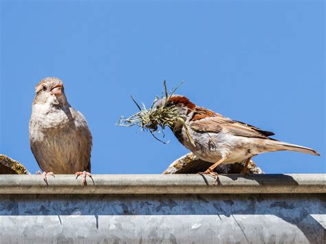 House Sparrow Nesting (Behavior, Eggs + Location) | Birdfact