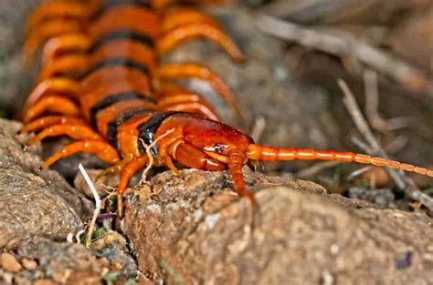 Types of Centipedes: 8 of the Most Fascinating Centipede Species - IMP ...