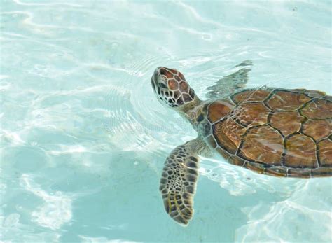 Baby Sea Turtle Swimming stock image. Image of marine - 23516399