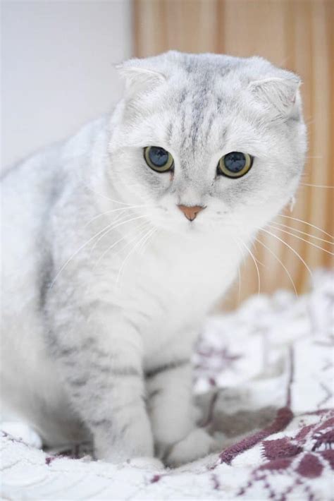 Scottish Fold Cats: 9 Surprising Facts About the Breed