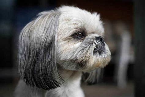 The 7 Best Haircuts for Shih Tzu