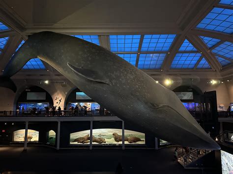 Life-sized blue whale exhibit at the American Museum of Natural History : r/megalophobia