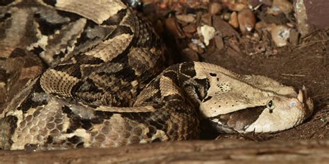 Gaboon viper | Smithsonian's National Zoo and Conservation Biology Institute