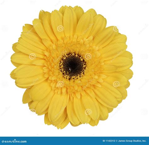 Yellow gerber daisy stock photo. Image of gerber, white - 1142312