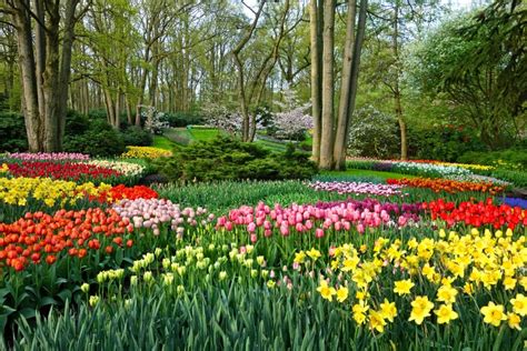 Keukenhof Tulip Gardens Photos | Fasci Garden