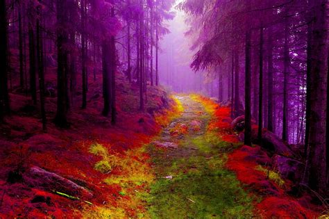 2K free download | FAIRY FOREST, forest, path, colors, hop, fog, mist ...