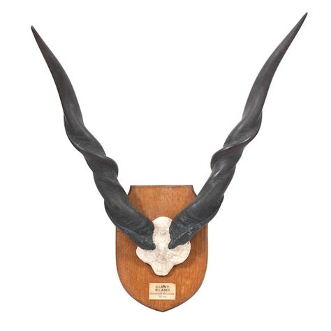 Bonhams : A set of Giant Eland Antlers, By Edward Gerrard and Sons