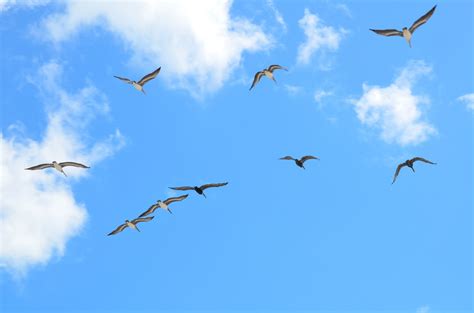 Seagulls Flying Free Stock Photo - Public Domain Pictures