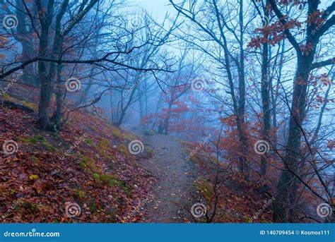 Path in the Dark Misty Forest in the Mountains Stock Photo - Image of nature, mist: 140709454