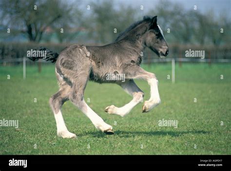 Shire foal hi-res stock photography and images - Alamy