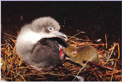 An invasive mouse attacks an endangered Tristan albatross, Gough ...