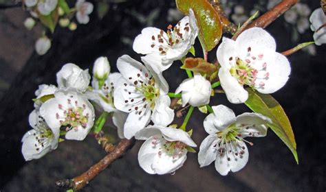 Asian Pear Tree | Portland Nursery