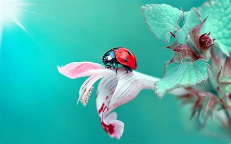 3840x2400 Resolution Insect Ladybug Macro UHD 4K 3840x2400 Resolution ...