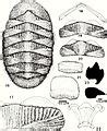 Category:Polyplacophora anatomy - Wikimedia Commons