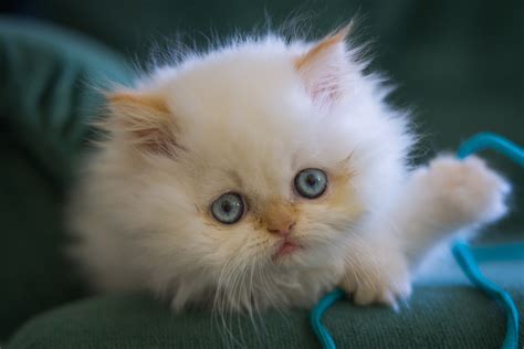 kitten, White, Fluffy, Blue, Eyes, Muzzle, Eyes, Baby, Cat Wallpapers HD / Desktop and Mobile ...