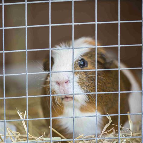 Guinea Pig Cages Diy | Bruin Blog