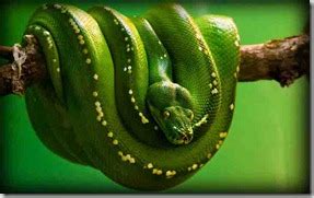 Green Anaconda : most massive snake in the world | snake | snake venom world