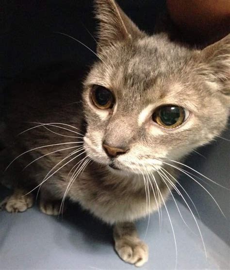 25 Year Old Cat Turned Up in Shelter, a Young Woman Knows She Has to Save Her! - Love Meow