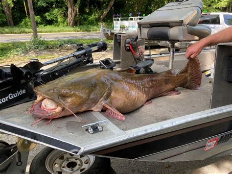 Record-breaking river monster has been caught: Flathead catfish exceeds previous record by 10 ...