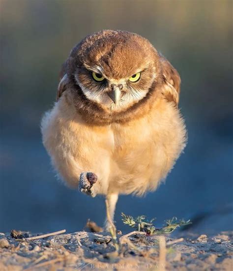 A baby burrowing owl. Run for your life, b*tch. - 9GAG