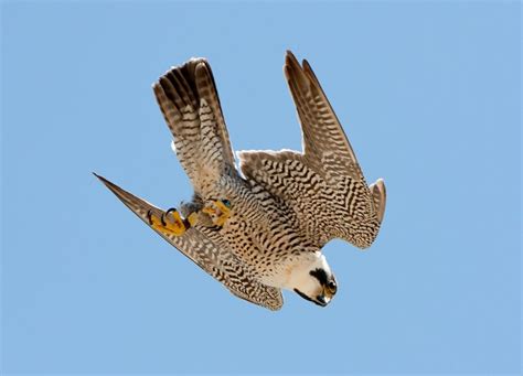 Peregrine Falcon diving | Zoology, Division of Birds | Peregrine falcon ...