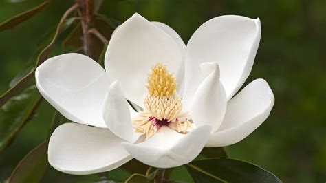 Southern Magnolia: A Southern Charm