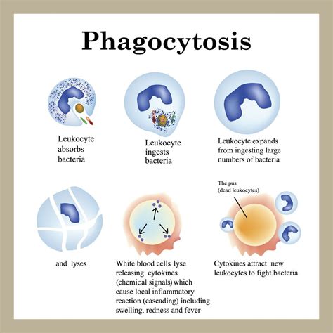 Phagocytosis Process | Medical school studying, Medical school inspiration, Medical school ...