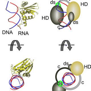 RNase H specific activity | Download Table