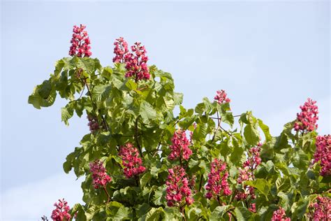 Horse Chestnut Tree Flowers Free Stock Photo - Public Domain Pictures